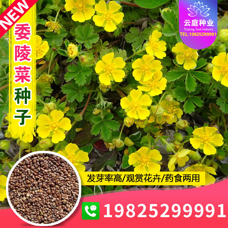 委陵菜种籽白头翁种子蛤蟆草种子庭院多年生景观地被植物耐寒耐阴