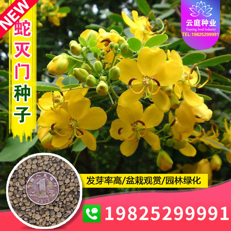 蛇灭门种子望江南种籽野决明药材金花豹子凤凰花中草药庭院驱蛇虫