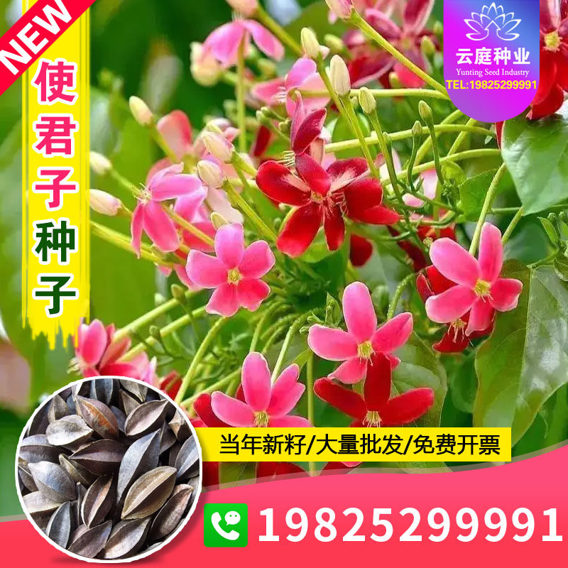 使君子种子舀求子四君子爬藤植物阳台盆栽攀爬花卉药材史君子种籽