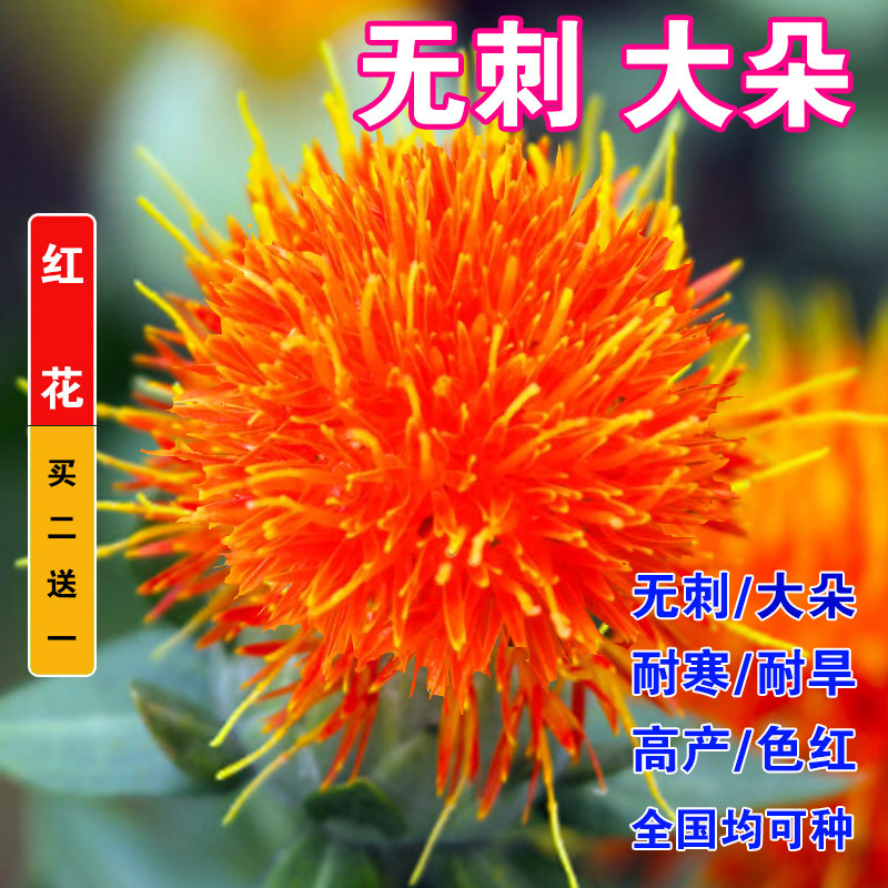 特级红花种子中药材网红花种籽云南无刺红花种孑春四季种植产量高
