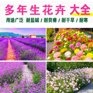 多年生花卉种子耐寒耐旱室内外薰衣草种籽太阳花死不了庭院阳台花