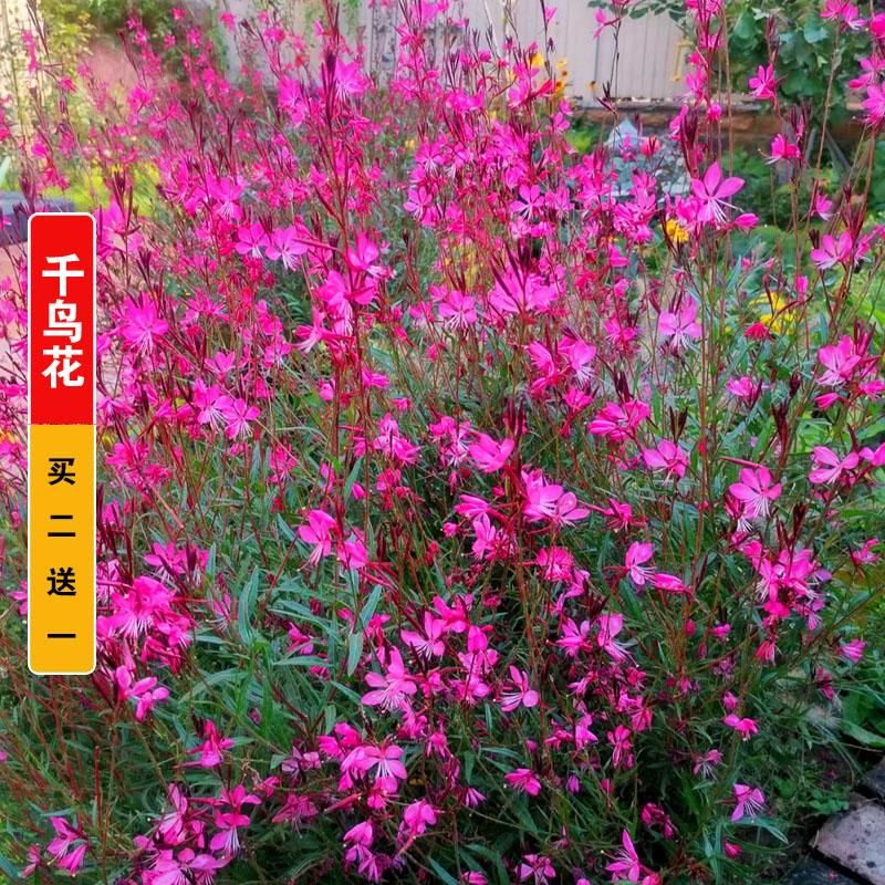 千鸟花种籽室内外阳台盆栽四季播种易活开花花卉玉蝶花山桃草种子