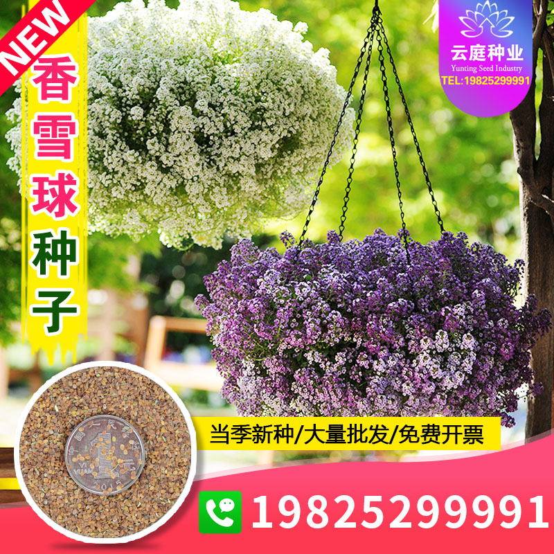 香雪球种子蜜蜂采蜜花卉四季播蜜源植物花期长芳香花种籽阳台盆栽