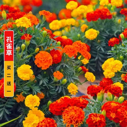 孔雀草花种籽子四季播种开花易活景观绿化耐寒花卉室内外阳台庭院