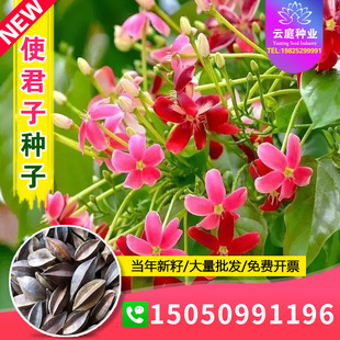 使君子种子舀求子四君子爬藤植物阳台盆栽攀爬花卉药材史君子种籽