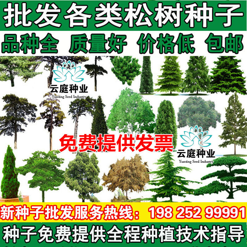 松树种子油松马尾松黑松雪松金钱松湿地松华山松白皮松五针松种子