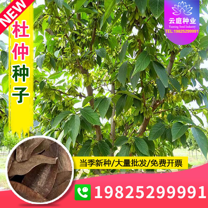 新采杜仲种子丝棉皮种籽棉树皮药材种孑胶树种可做茶叶园林绿化