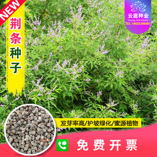 新黄荆条种子荆条树种子蜜源植物荆条花种籽杜荆柴黄金子护坡灌木