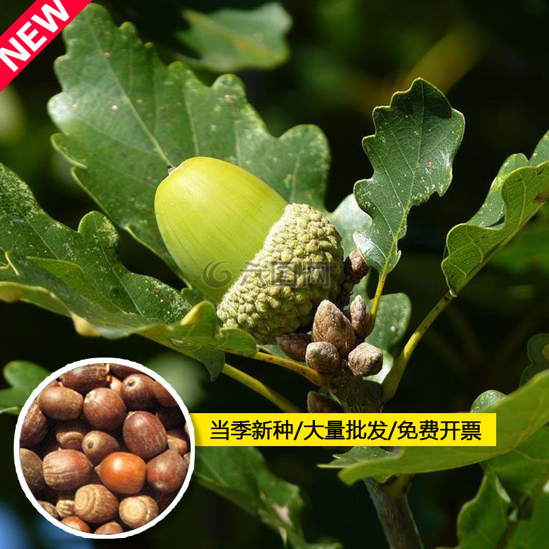 橡树种子青冈栎种籽麻栎橡子种孑娜塔栎树种荒山造林绿化护坡固土