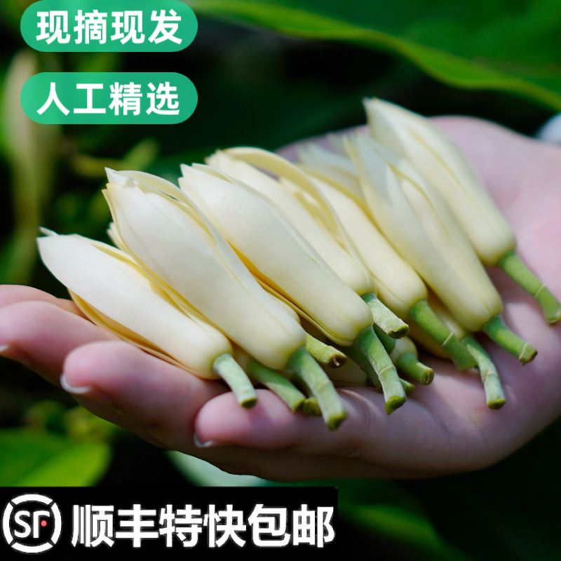 玉兰花鲜花白兰花新鲜采摘现摘的花朵花苞黄角兰黄果兰白玉兰鲜花