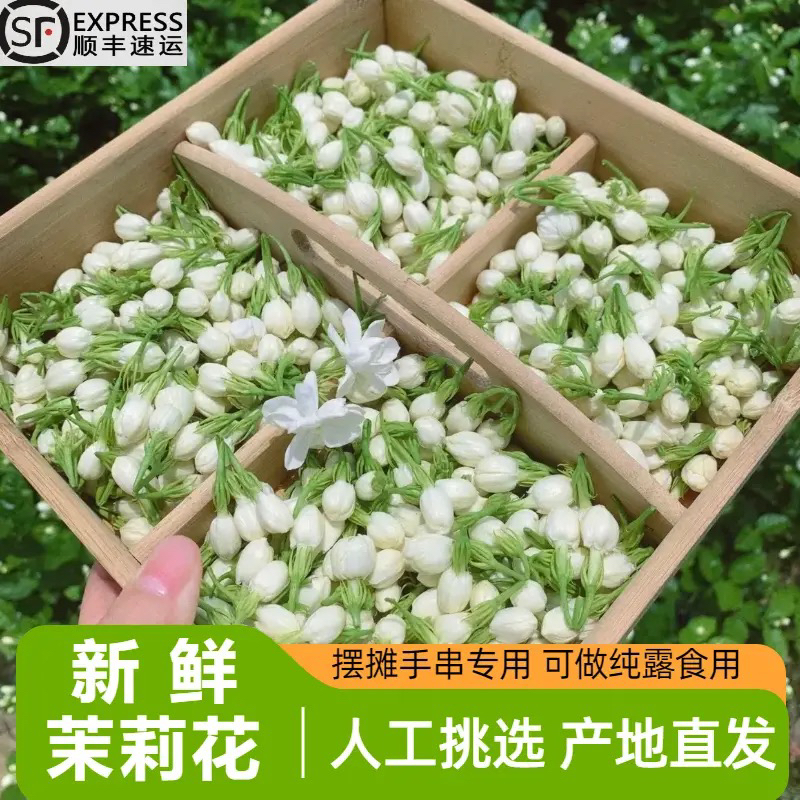 新鲜茉莉花苞新鲜采摘网红摆摊手串当季可食用广西茉莉花鲜花批发