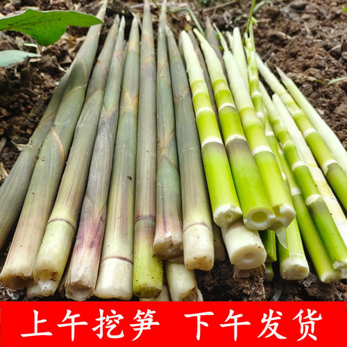 江西黄泥笋水甜小笋可做泡酸笋