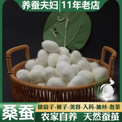 药引抽丝做扇烘干抽丝白色蚕茧