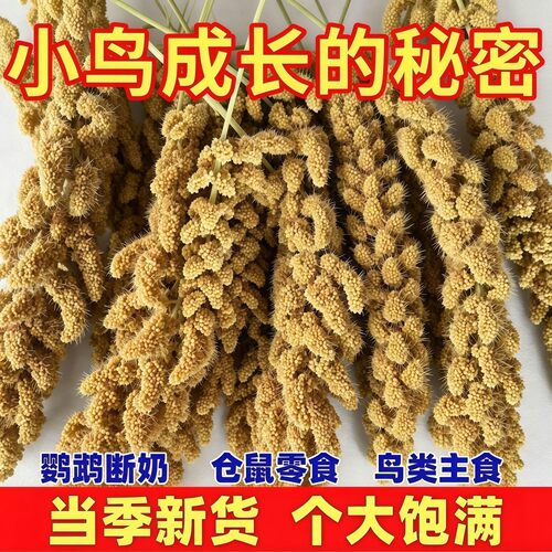 2026新鲜谷穗黄色熟谷穗批发鹦鹉食用小米谷穗装饰造景仓鼠磨牙