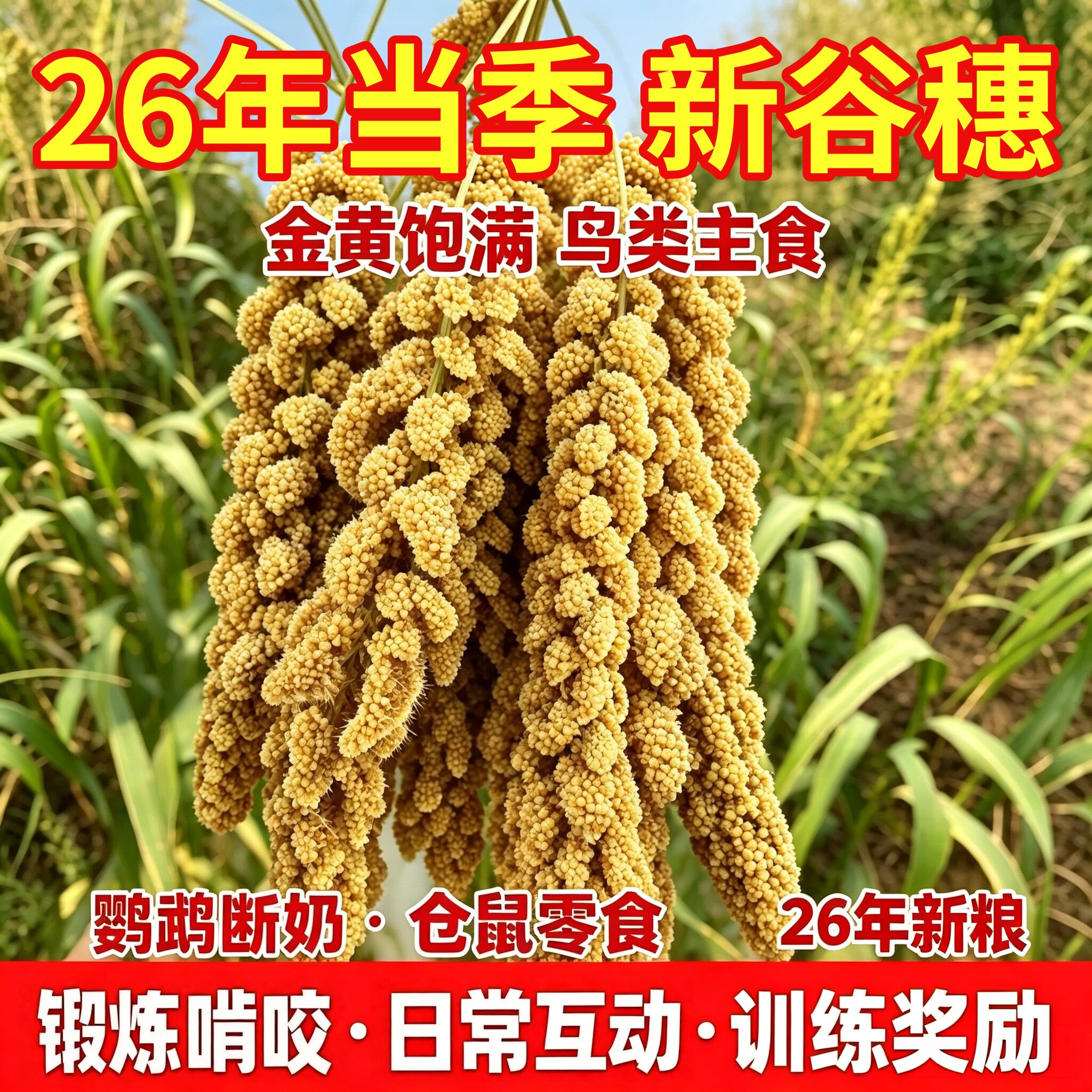 26年新谷穗谷子穗小米穗黄谷穗天然麦穗鹦鹉仓鼠逗棒包邮鹦鹉食物