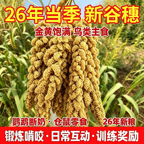 26年新谷穗谷子穗小米穗黄谷穗天然麦穗鹦鹉仓鼠逗棒包邮鹦鹉食物
