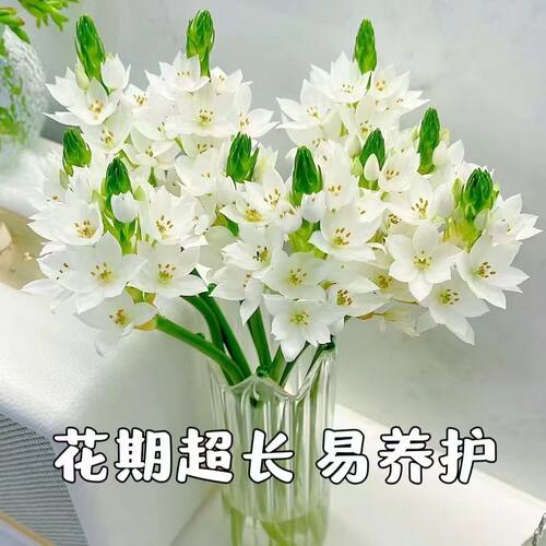 圣心百合家用水养鲜切花