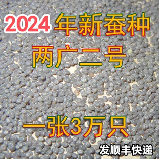 蚕种两广二号 蚕种 蚕卵 两广二号 桑蚕 蚕种批发 蚕宝宝