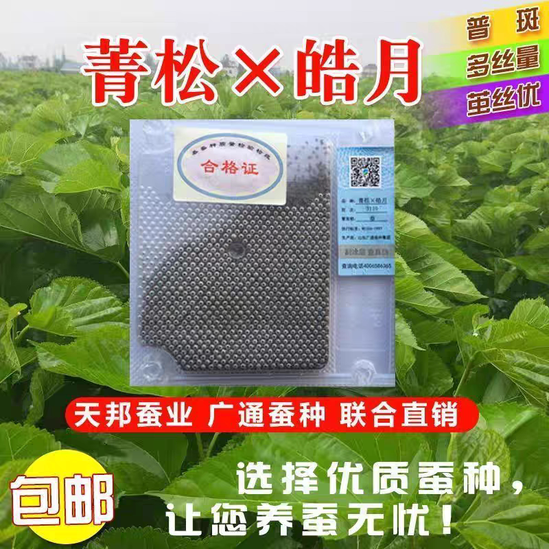 现货秋蚕蚕种蚕卵蚕籽2024新蚕种广通华康3号华康2号蚕种高产抗病