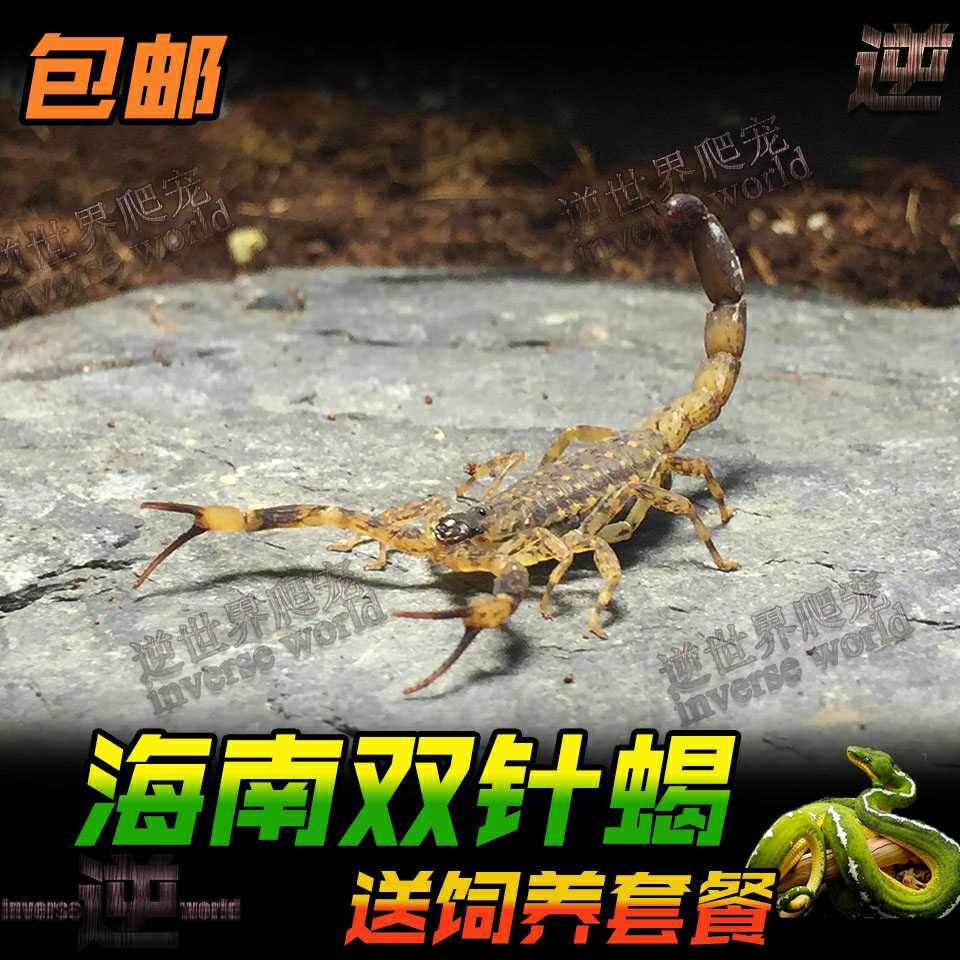 海南双针蝎3元一只孕蝎公蝎成体蝎子 宠物蝎 包成活,畜牧/养殖物资,畜牧/养殖器械,淘宝优惠券,粉丝福利购,淘宝优惠卷