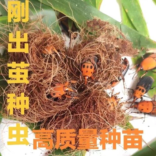 皇竹虫竹笋虫竹象虫活体成虫种苗种虫包活包养殖技术活动优恵