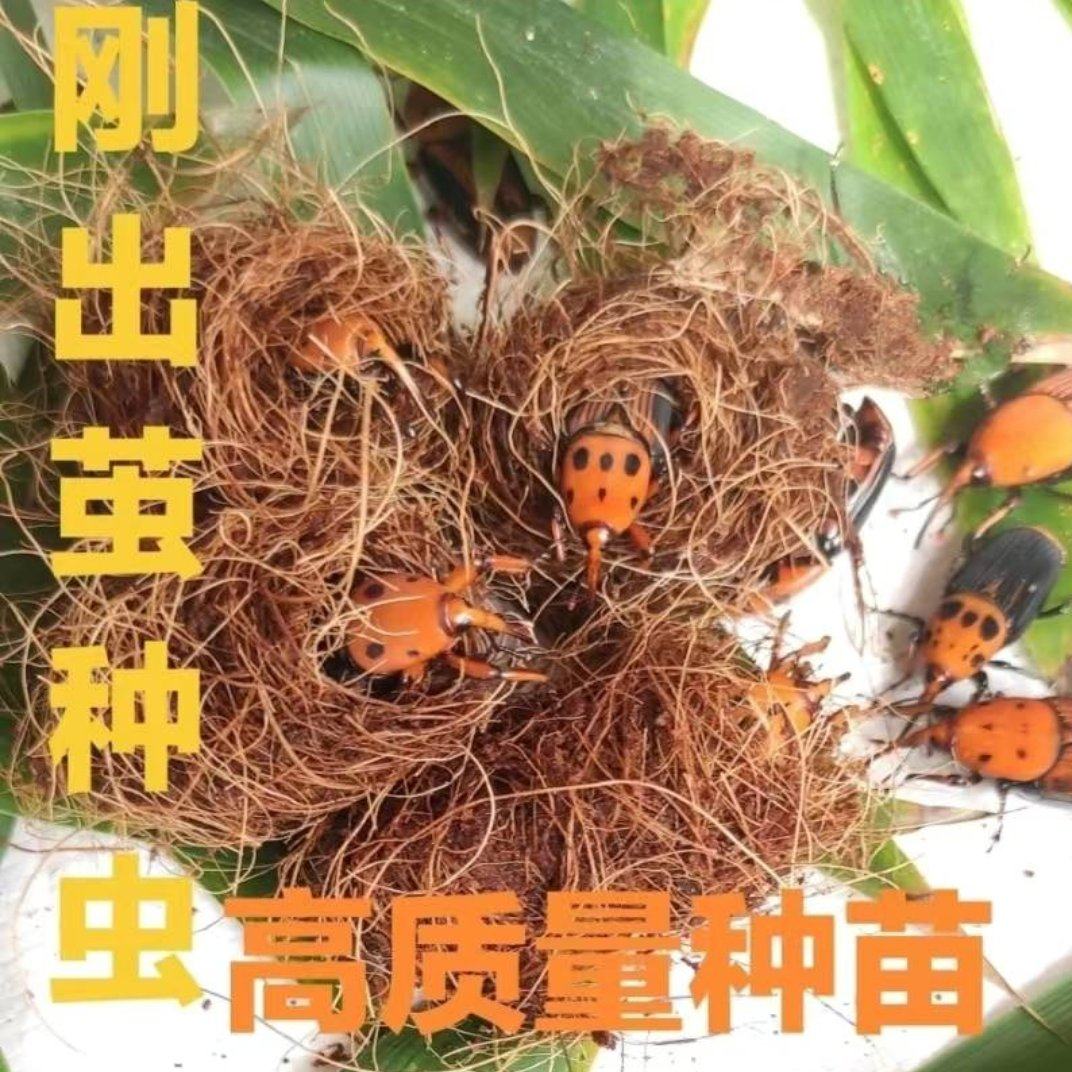 皇竹虫竹笋虫竹象虫活体成虫种苗种虫包活包邮包养殖技术活动优恵