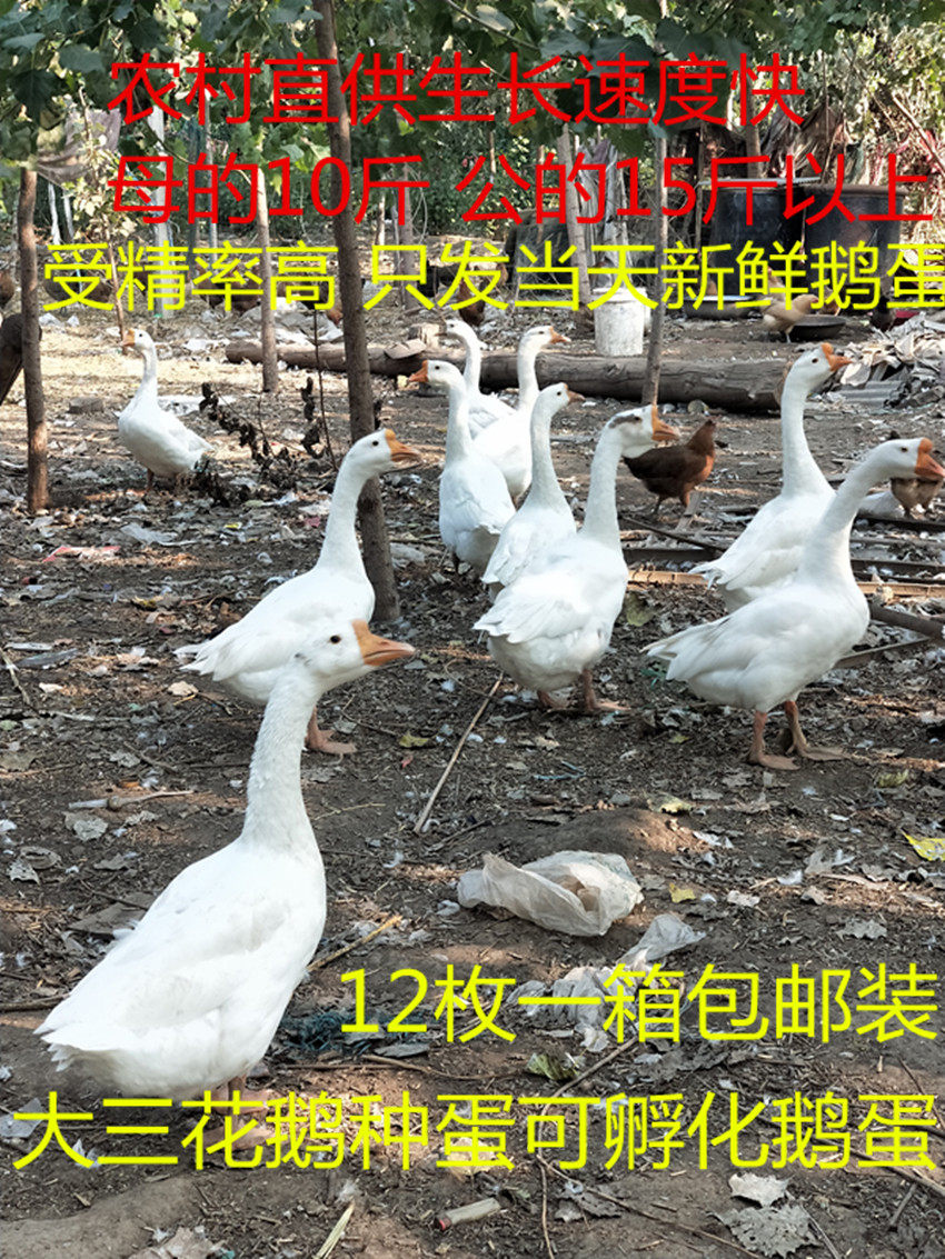 鹅种蛋可孵化受精鹅蛋大三花大型受精卵新鲜纯种鹅蛋孕妇12枚包邮