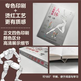 人体绘画精讲 解剖+速写+动态+动漫 人体结构动态结构自学教程基础入门 人物速写入门基础绘画临摹书籍透视技法自学教程