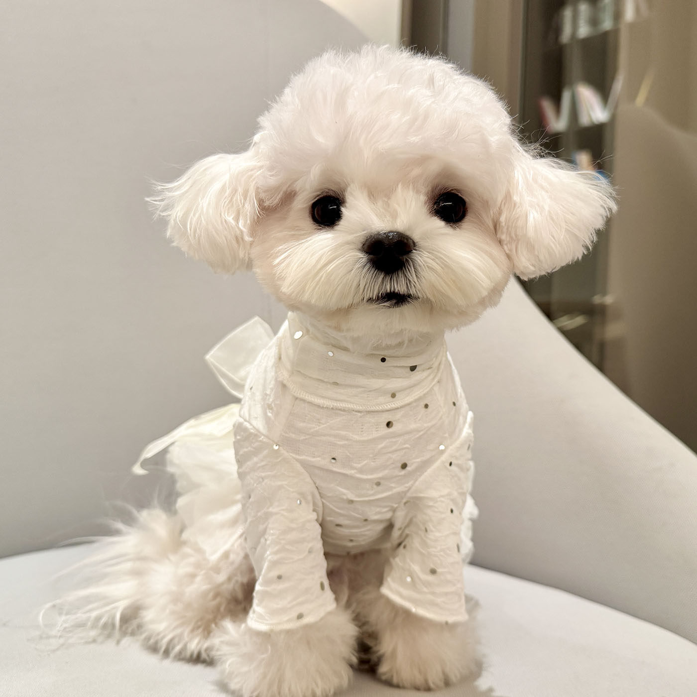 狗狗春秋纱摆裙子公主裙礼服棉马甲泰迪比熊博美小鹿犬马尔济斯