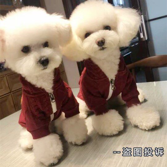 法斗帽衫巴哥立体花拉链卫衣胖狗衣服大码宠物泰迪雪纳瑞宠物衣服
