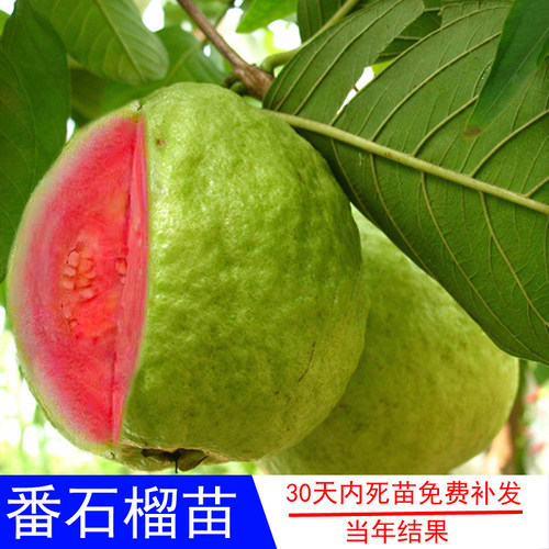 四季结果番石榴果树苗常绿盆栽