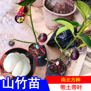 山竹苗无籽泰国进口山竹苗岭南山竹树苗当年结果庭院种常绿果树苗
