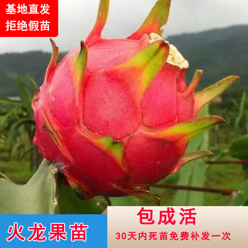 火龙果苗燕窝无刺黄龙盆栽种植金都一号红心火龙果树苗当年结果