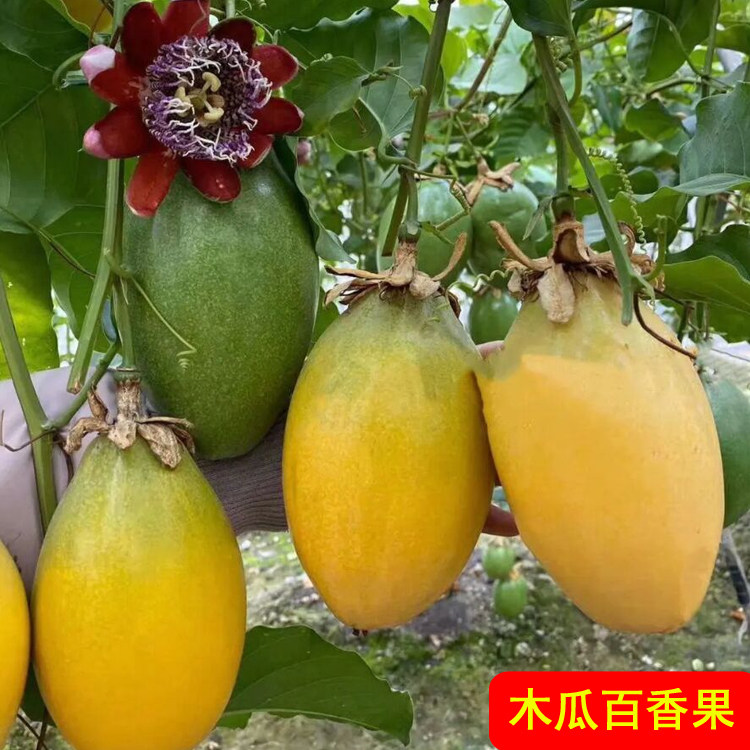 广西香蜜百香纯甜黄金木瓜嫁接四季不断结果树苗南方种盆栽水果苗