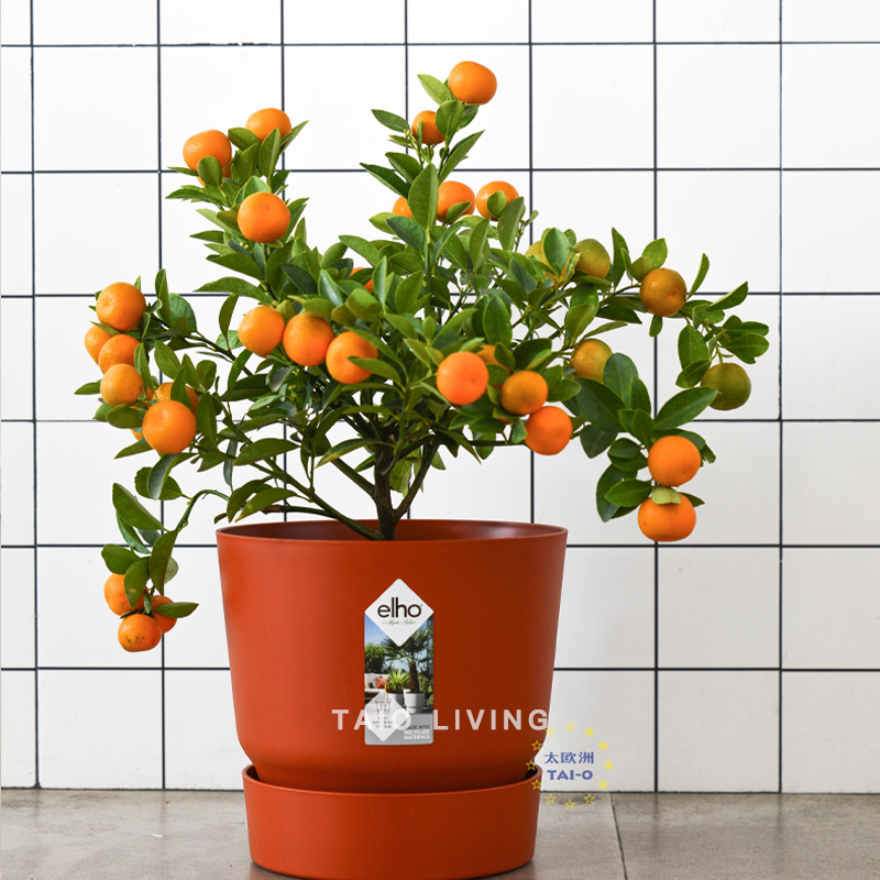 elho砖红小树大叶植物盆荷兰底盆