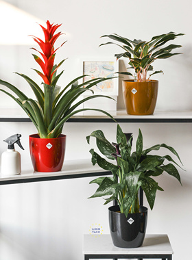 【迎春特惠】荷兰Elho钻石亮面花盆绿植布鲁塞尔闪粉光泽面花盆