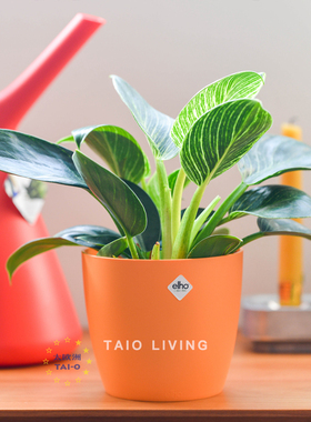 【迎春特惠】荷兰ELHO布鲁塞尔俏皮小花盆办公桌绿植多肉种植盆