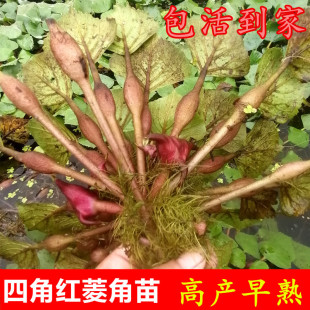 四角红菱角苗水生植物绿植 四两红菱角苗黑凌角苗种子野生棱角种