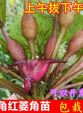 绿植黑种子水田水塘四角红菱角苗