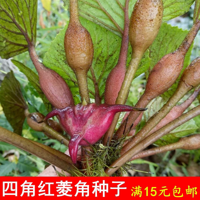 四角红菱角种子两角老棱角野生