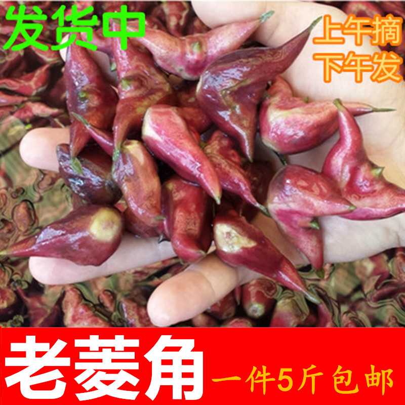 老菱角河南信阳潢川特产黑凌角新鲜红菱角 野生带壳棱角米5斤包邮