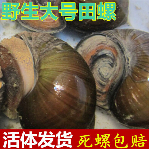 新鲜大号田螺河南淡水泥螺鲜活黄泥螺丝活体田螺狮钓鱼脆螺