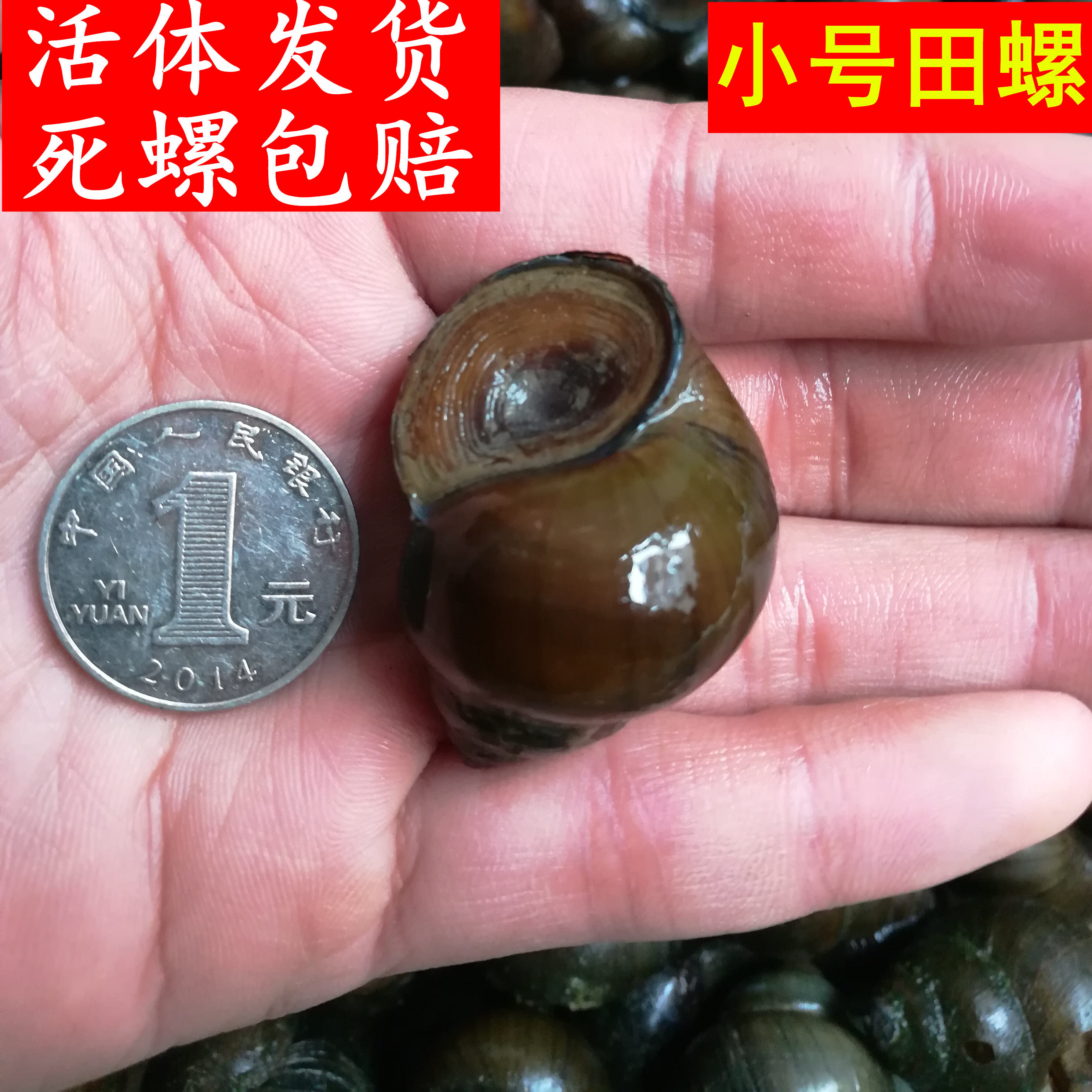 钓鱼脆螺小号田螺鲜活新鲜脆螺炒田螺螺蛳螺丝香辣田螺3斤包邮