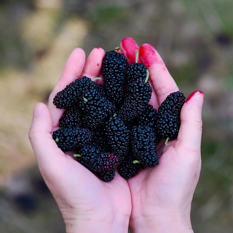 六食八 野生黑桑葚干果 无糖渍无添加桑椹子泡水特级新鲜免洗即食