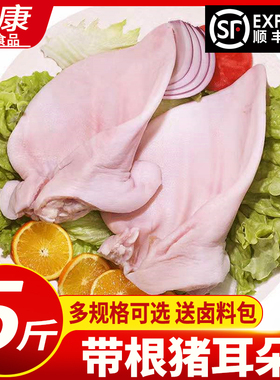新鲜带根猪耳朵冷冻猪耳生猪耳片土猪耳卤菜根小干净去毛顺丰包邮