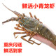 海捕鲜活大龙虾新鲜小青龙虾 东山岛野生海鲜 小青龙龙虾 1只