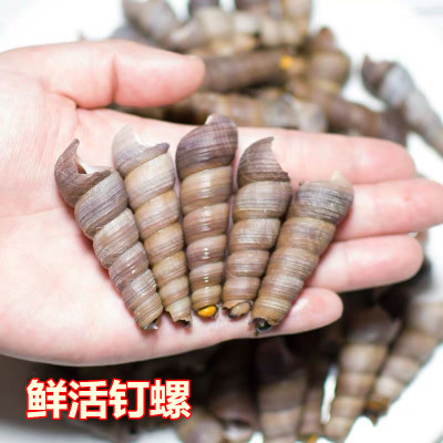 重庆鲜活 海鲜 钉螺鲜活尖螺海螺 海鲜 海鲜 水产钉螺鲜活500克