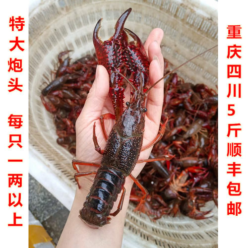 特大超大两虾炮头1斤重庆鲜活小龙虾一两以上清水养殖活体龙虾 - 封面
