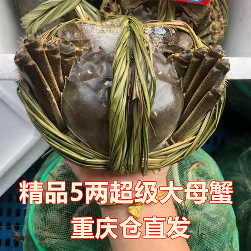 特大现货鲜活礼盒装母蟹