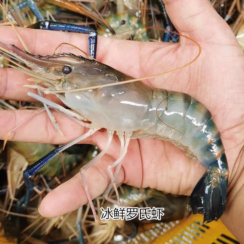 新鲜罗氏大头虾金钱淡水当天刚死